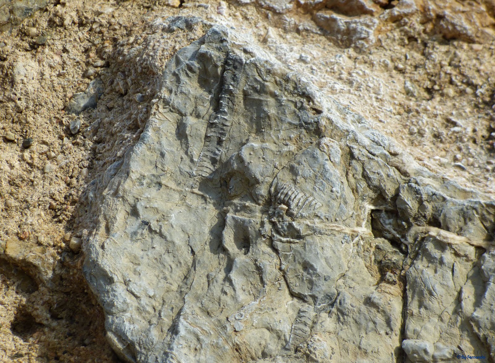 El Fósil del Güell