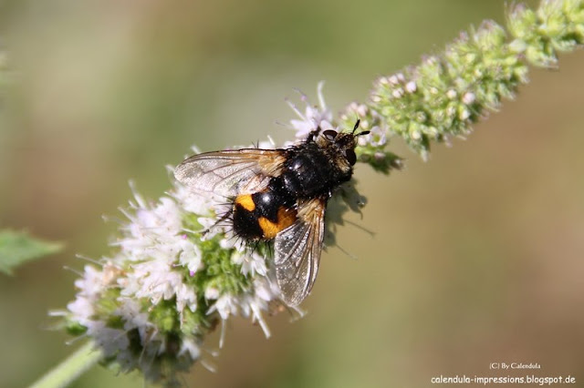 Fliege Pfefferminze Nowickia