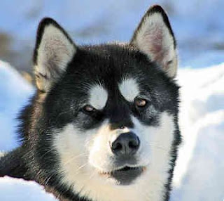 alaskan malamute pet dog alaskan malamute dog hound canine pooch canis bow-wow despicable fellow qen txakurra it gos pas pes hond koer aso koira chien can kutya hundur madra cane suns kelb pies perro mbwa kopek ci anjing