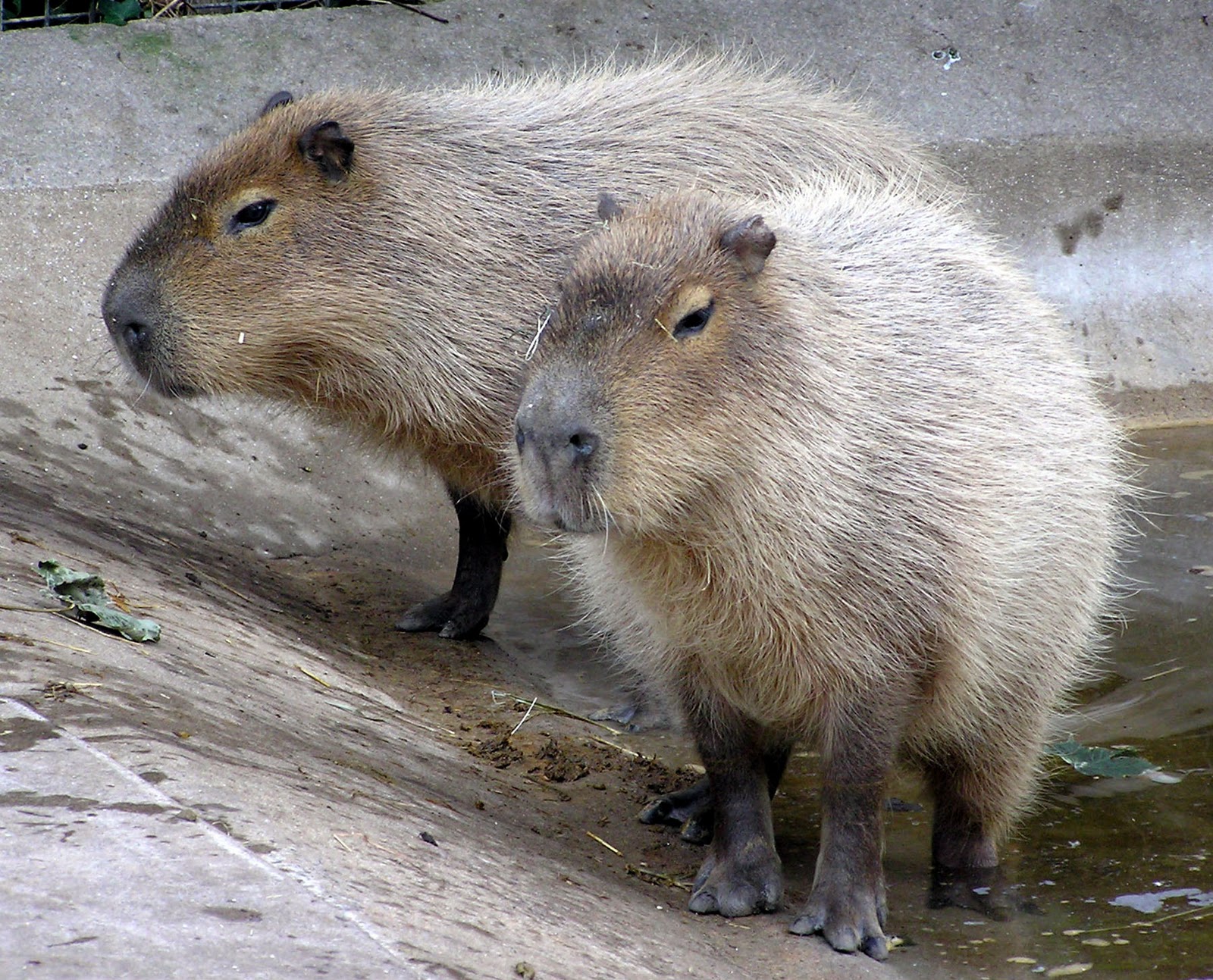 Capybara ~ World of photography