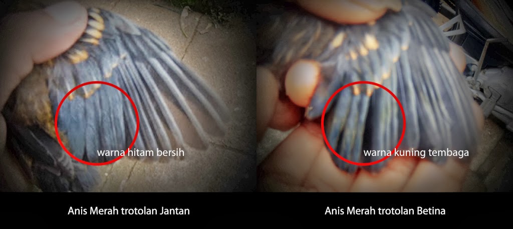 Tips Membedakan Anis Merah Jantan Dan Betina