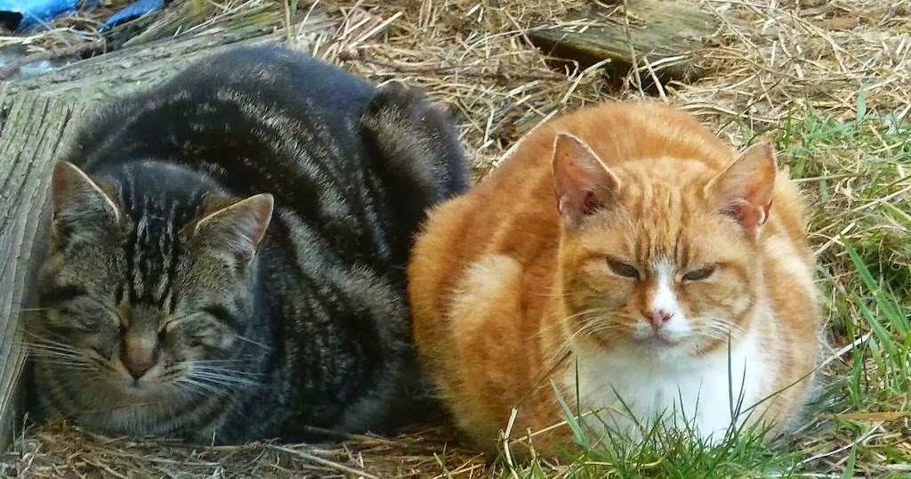 Feral Friends No Name Tabby and TV Cat The Feral Life Cat Blog