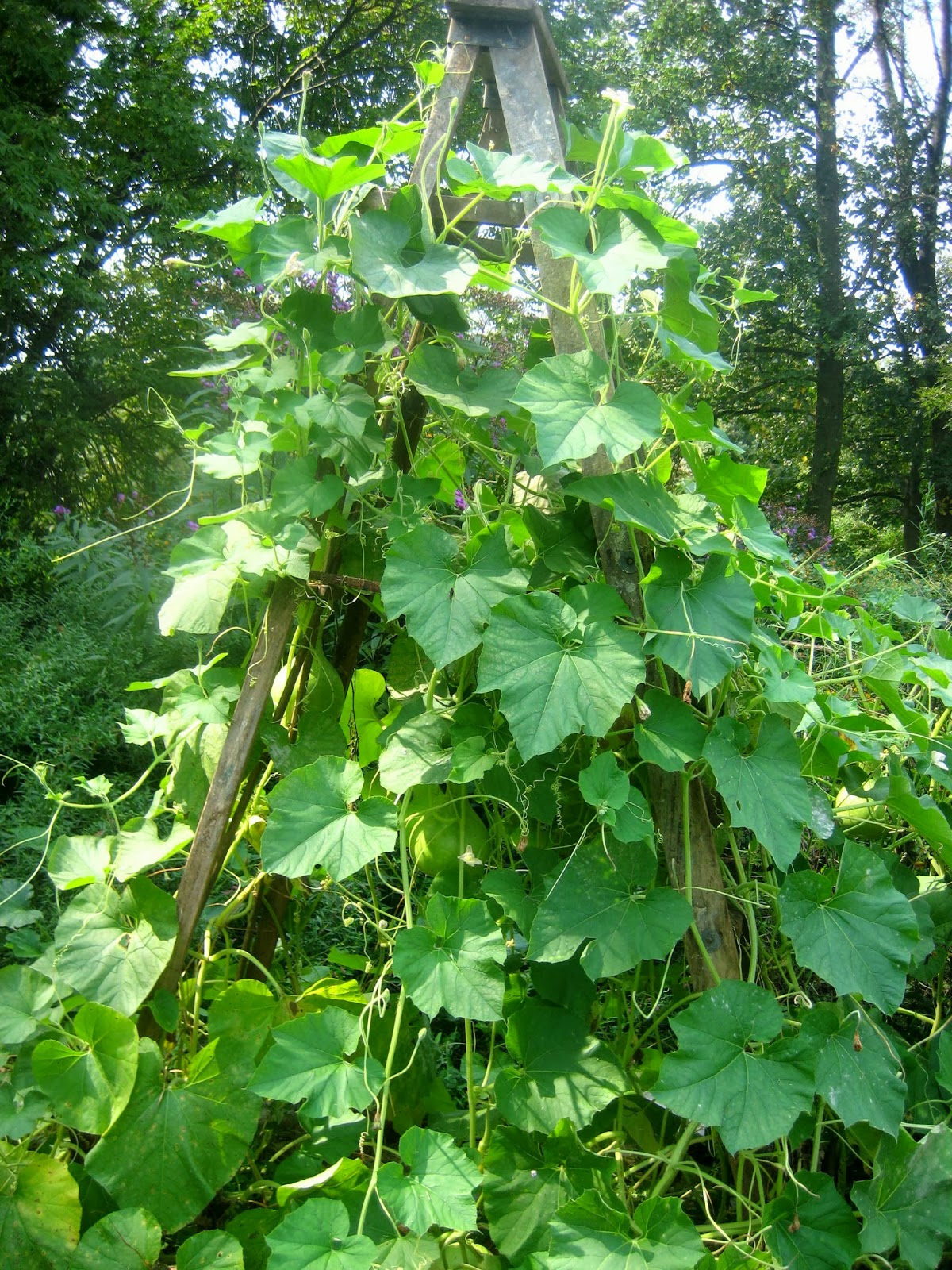 Meadow Muffin Gardens Homes for the Birds..Growing Birdhouse Gourds