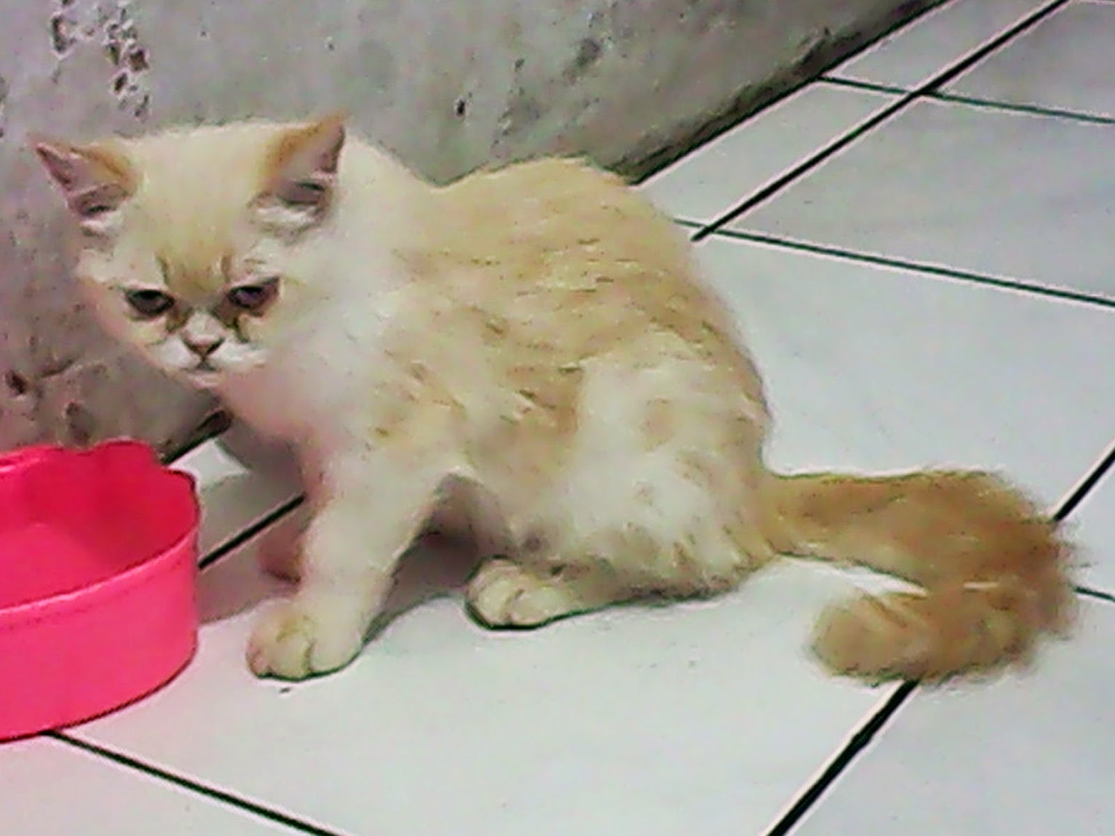 harga kucing shothair segitu petshop harga kucing shothair segitu petshop