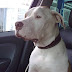 Dante indo tomar vacina.