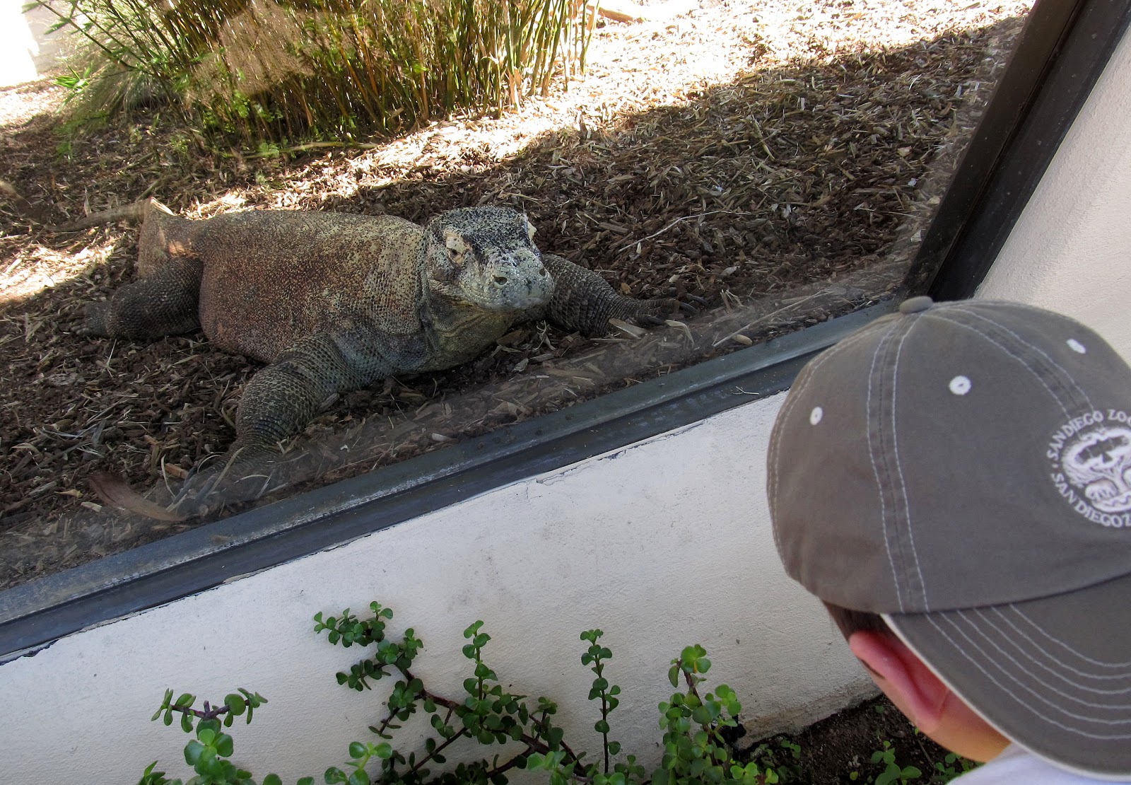 Life with Dylan: Endangered Species Monday - Komodo Dragon