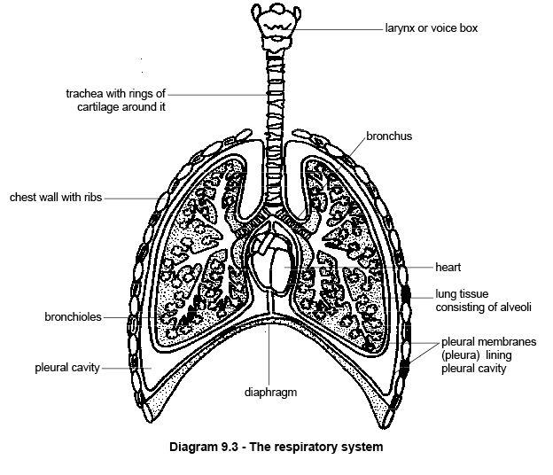 Igcse Biology  2 44 Describe The Structure Of The Thorax