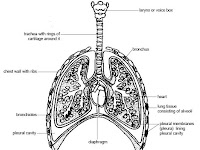 Chest Diagram Chest Diagram