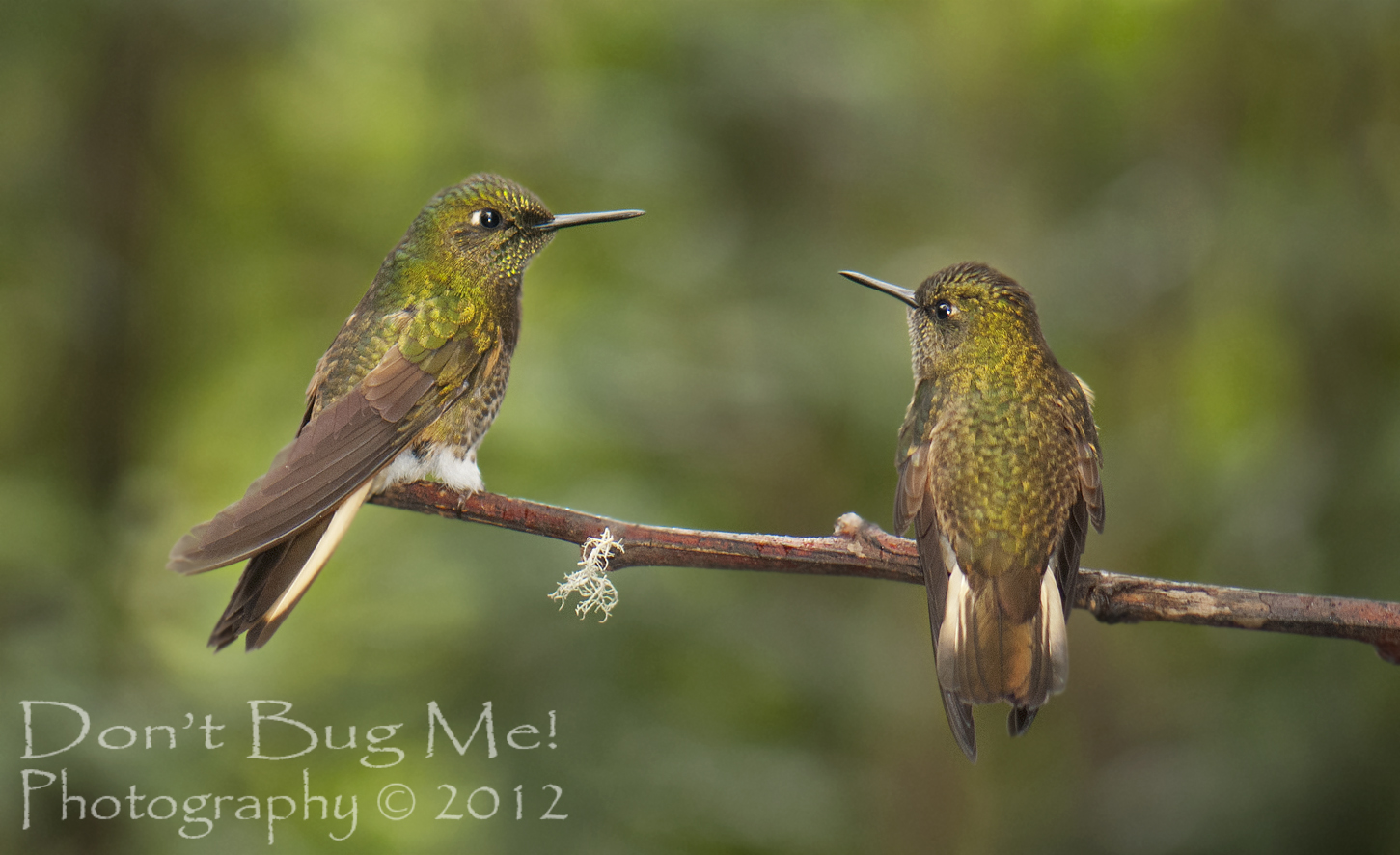 don t bug me why do hummingbirds hum don t bug me why do hummingbirds hum