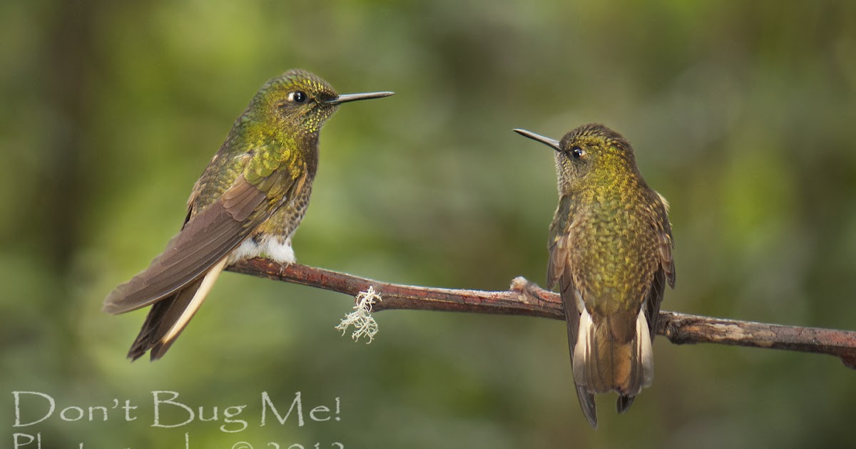 don t bug me why do hummingbirds hum don t bug me why do hummingbirds hum