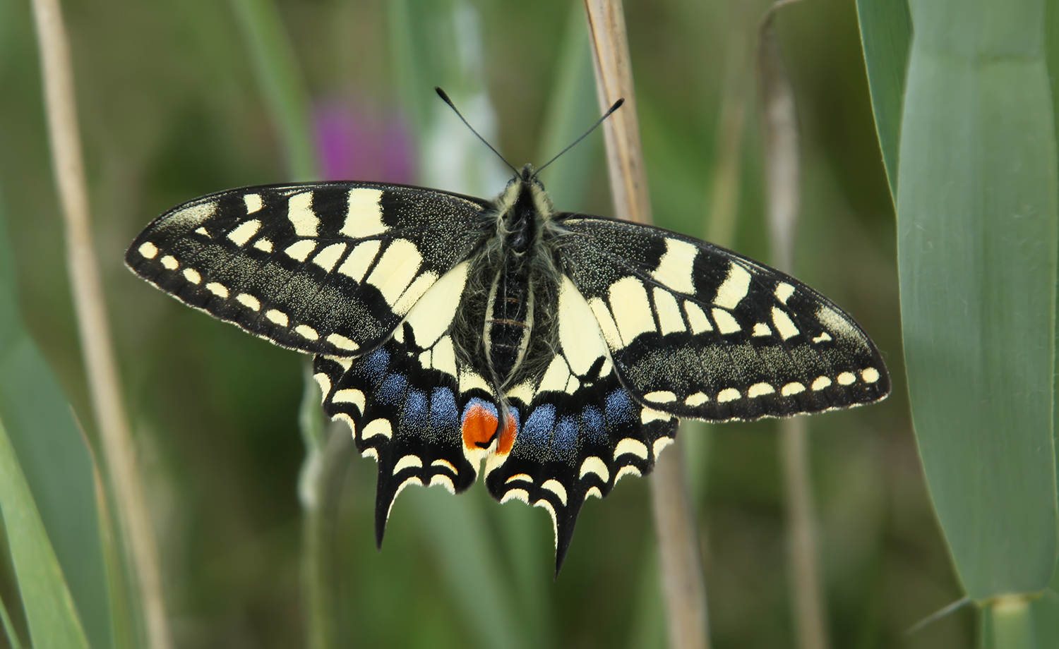 UK Butterflies