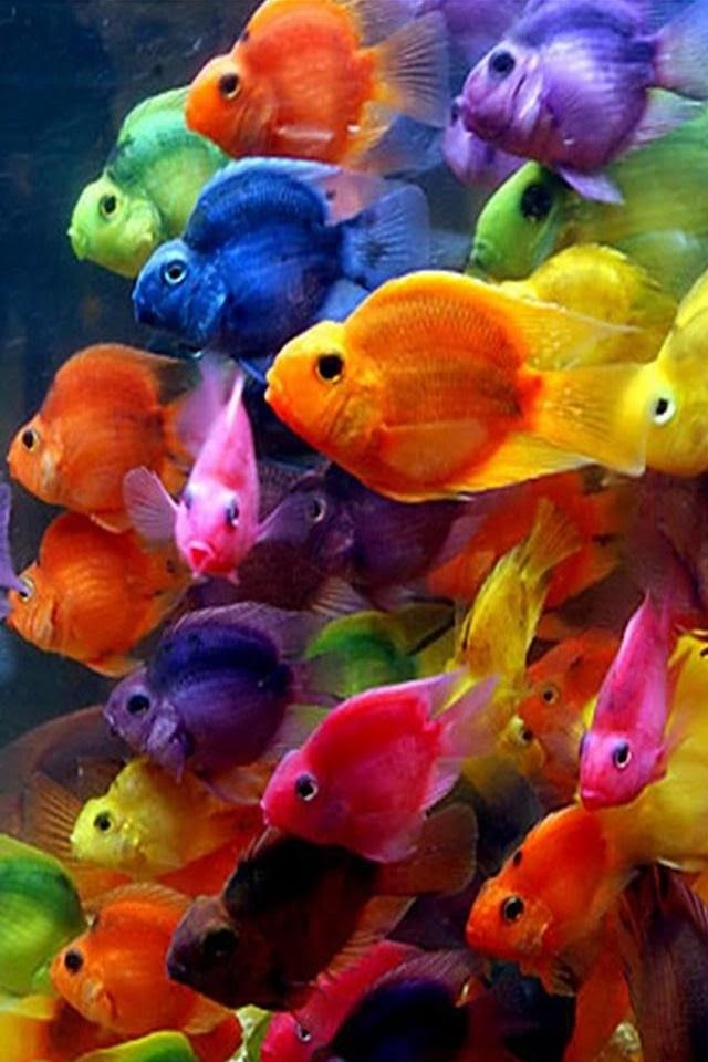 Colorful Fish  Android Best Wallpaper