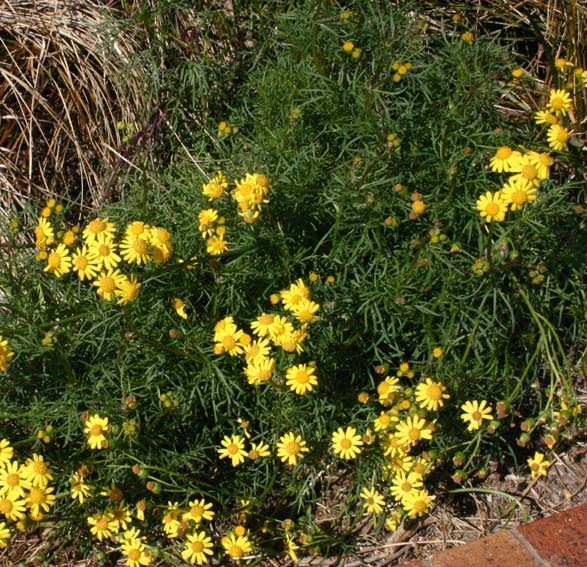 Toowoomba Plants Native Daisies in the Main Street