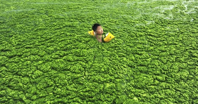 Tumbuhan Talus LOVE BUMIKU