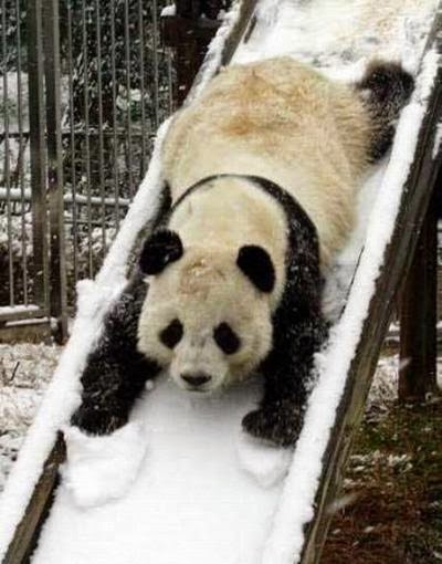 gambar panda - gambar panda lucu