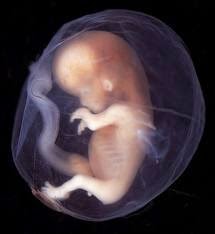 Abortion Myths