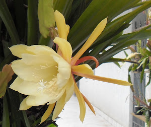Cactus Orquídea Epiphyllum - Amarela