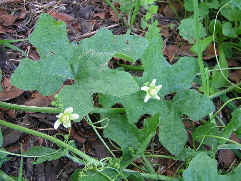 White Bryony (Bryonia Alba) Overview, Health Benefits