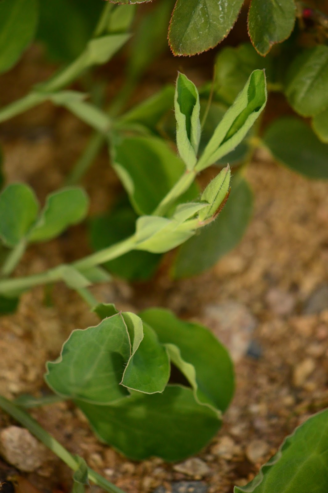 the IKL blog Leaves that Close at Night, by Amy