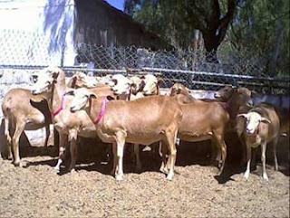 hembras de raza pelibuey