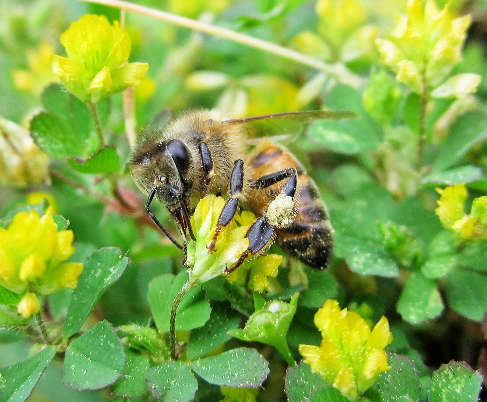 Buzzing Across America The Busy Life of a Worker Bee