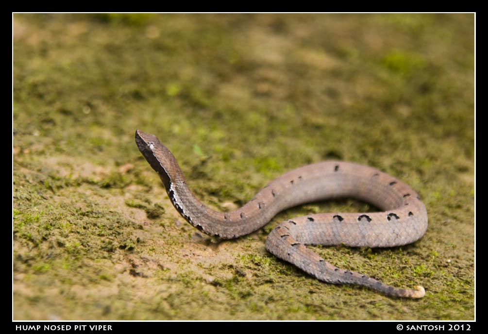 Huchchara Santhe Snakes from Goa
