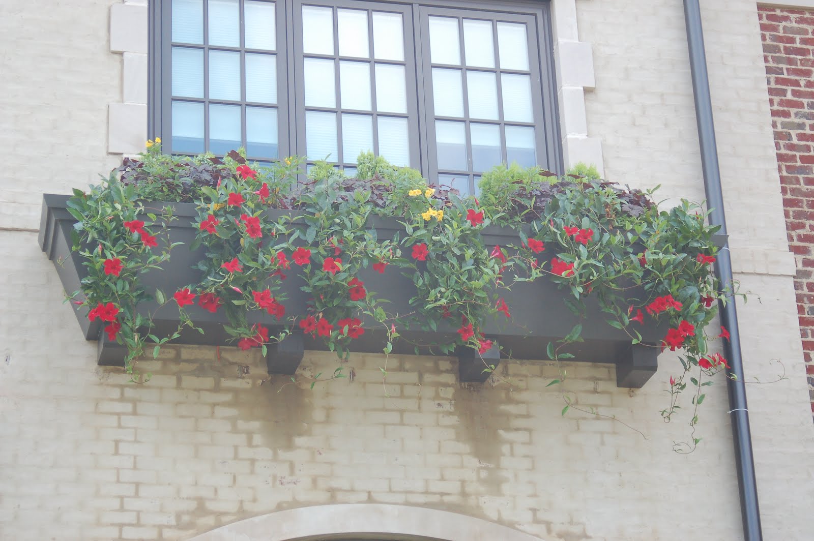 bwisegardening Day 263 A Garden Growing Under Your Window