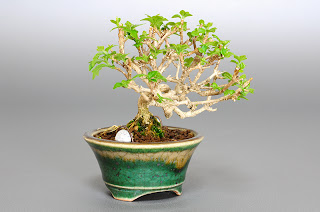 ニオイカエデ-P1（匂い楓 豆盆栽）Premna japonica bonsai