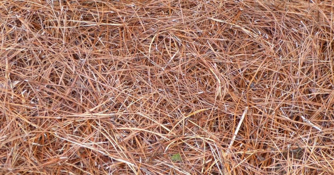 Pine needle rabbit