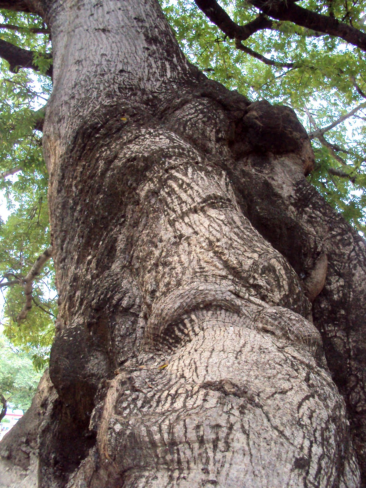 Fotografía callejera FOTOREPORTAJE EL ÁRBOL GRANDE