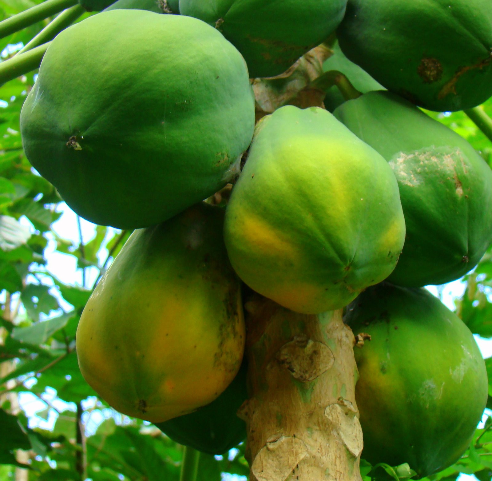 DiscoverSriLanka SRI LANKA FRUITS [ PAPAW ]