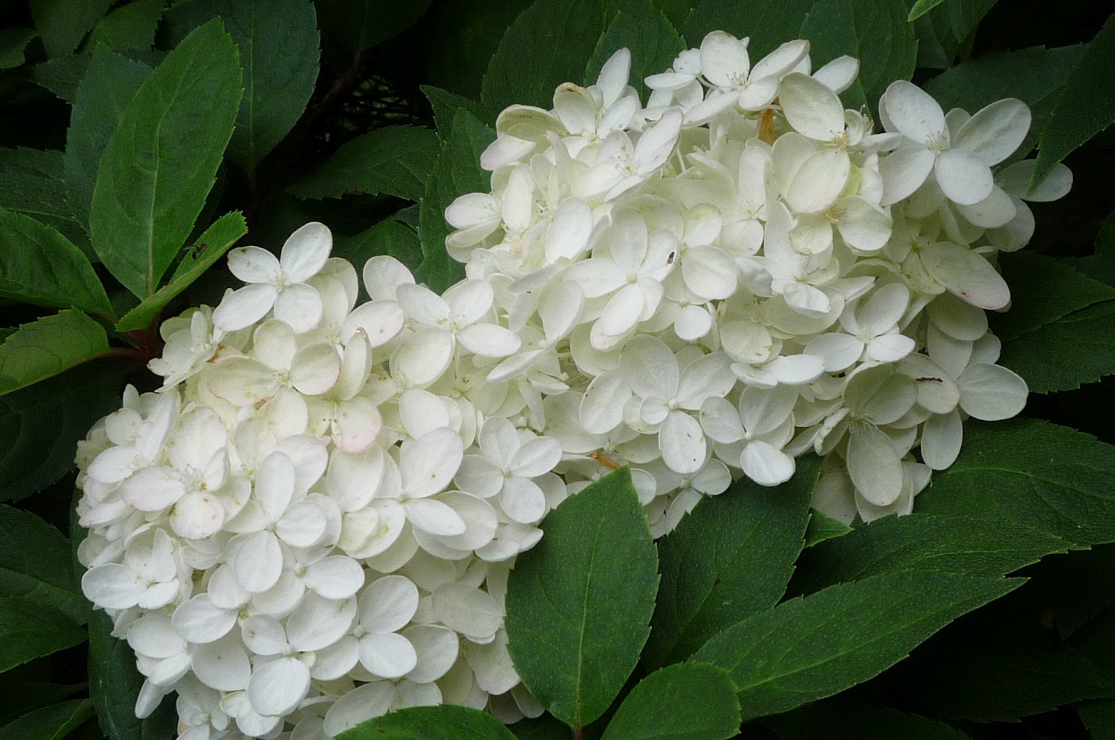 Vermont backyard flowers. August in Vermont Electrifying South