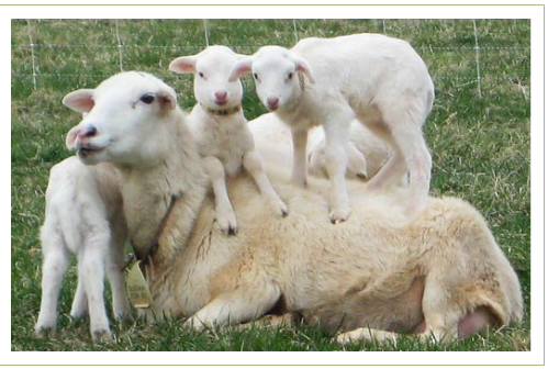 sheep croix st august