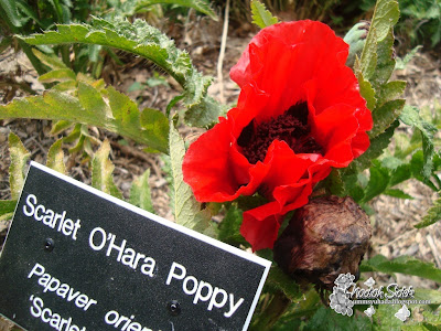 scarlett o'hara poppy