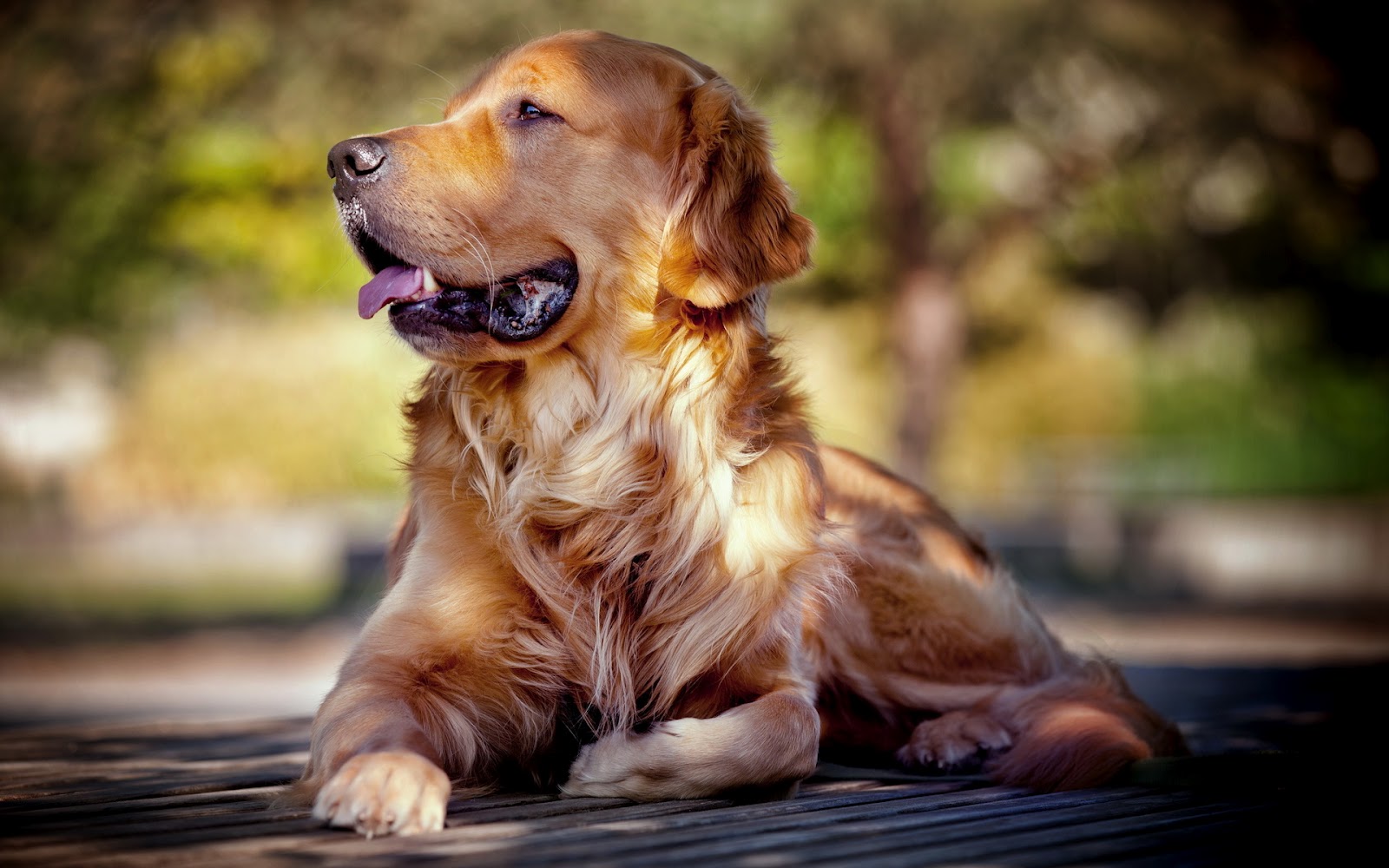 Goldens Retriever Portal Peru La Alimentacion En El Golden Retriever