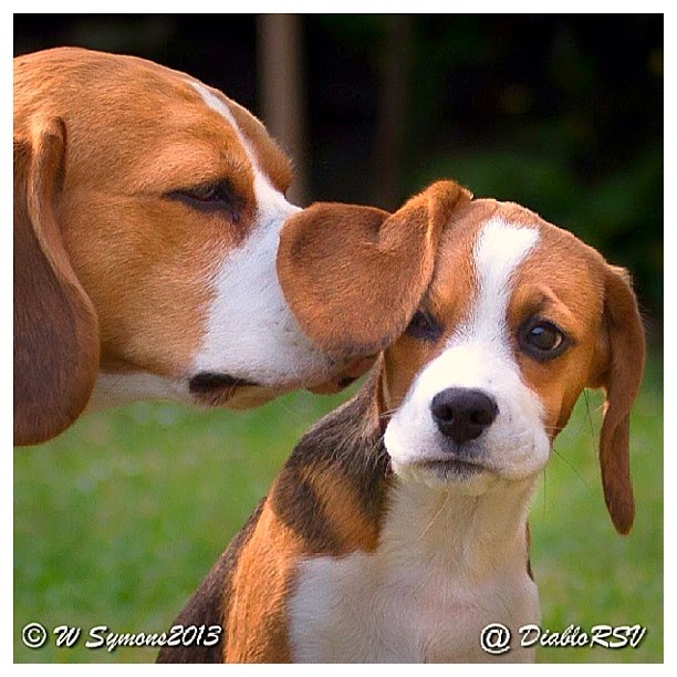 dog trainer in Minnesota Credit: Pawstruck - https://www.flickr.com/photos/canoodlepets/