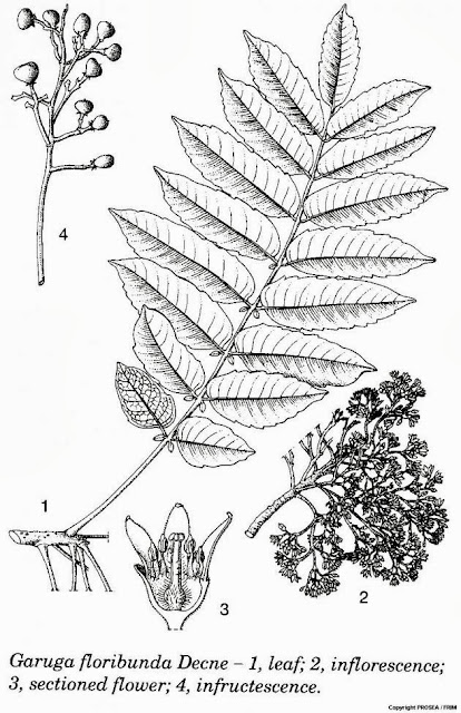 Bogo Tree Leaf and Flower Drawing