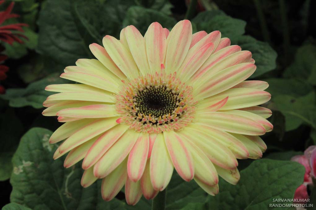 Yellow Gerbera Flower Yellow Gerbera Flower