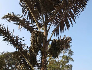 Manfaat dan Khasiat Tanaman Aren (Arenga Pinnata Merr) Tanaman Aren adalah tanaman yang termasuk dari jenis keluarga palm Manfaat dan Khasiat Tanaman Aren (Arenga Pinnata Merr)