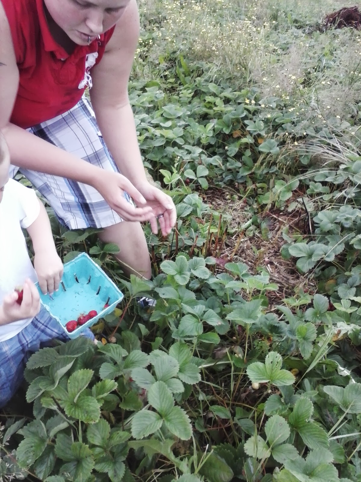 Strawberry Picking The Western New Yorker