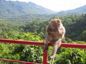 hutan monyet