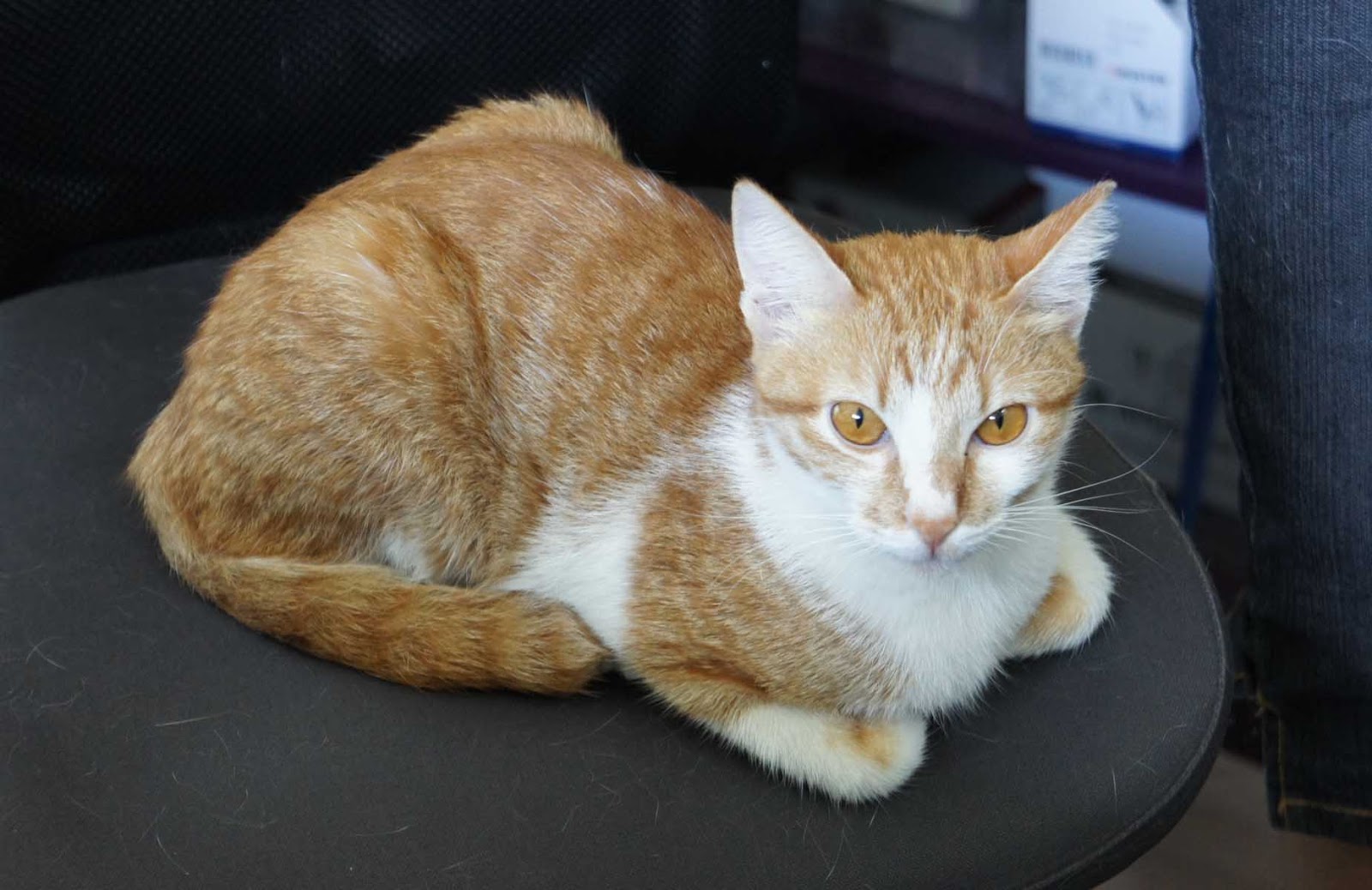 Cats Of The World Cats Furever Yours