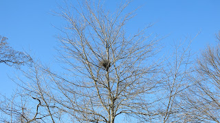 Nutkin nest, Yesterday, January 14, 2016, 2:21:39 PM