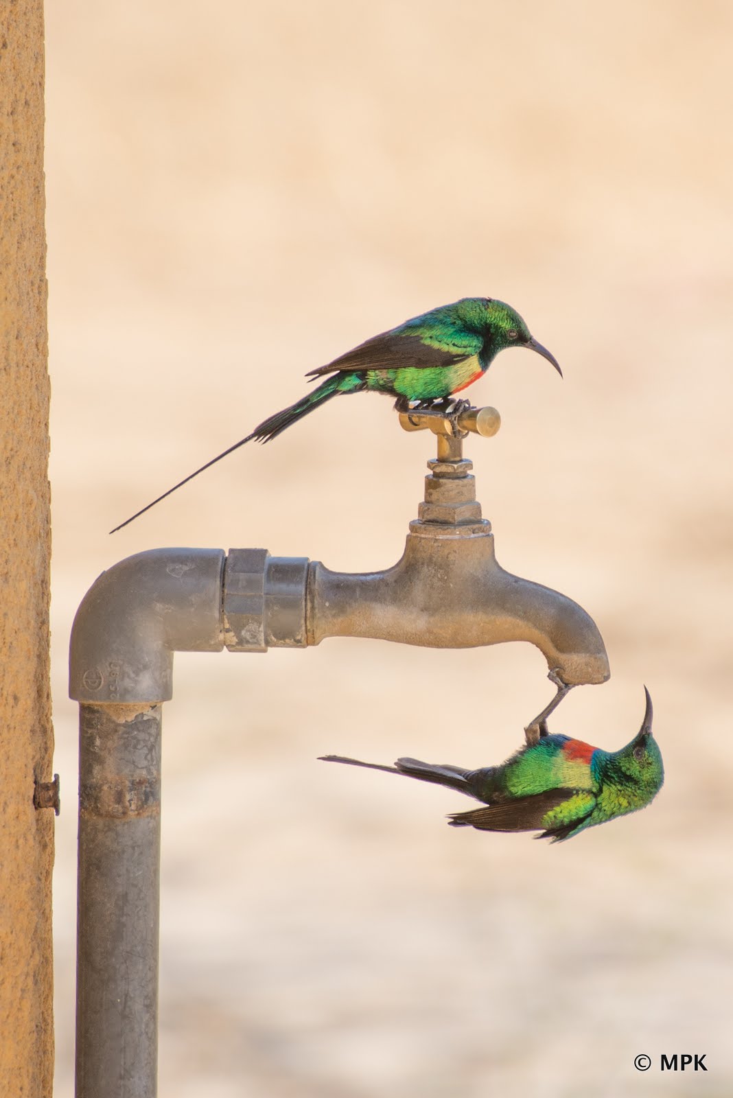 top 28 how to stop a bird from tapping on window funny top 28 how to stop a bird from tapping on window funny