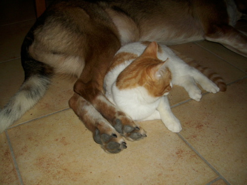 Unsere Haustiere Wolfskralle Info und Pflege