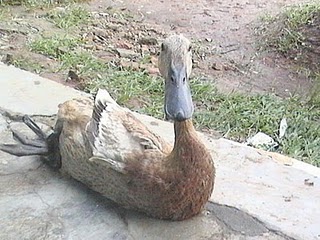 supplier bebek potong