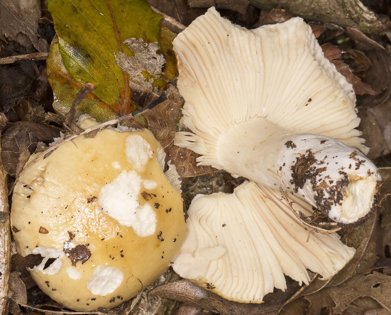 Russula fellea, Geranium Brittlegill. Oldbury Hill, 27 September 2014. Russula fellea, Geranium Brittlegill. Oldbury Hill, 27 September 2014.