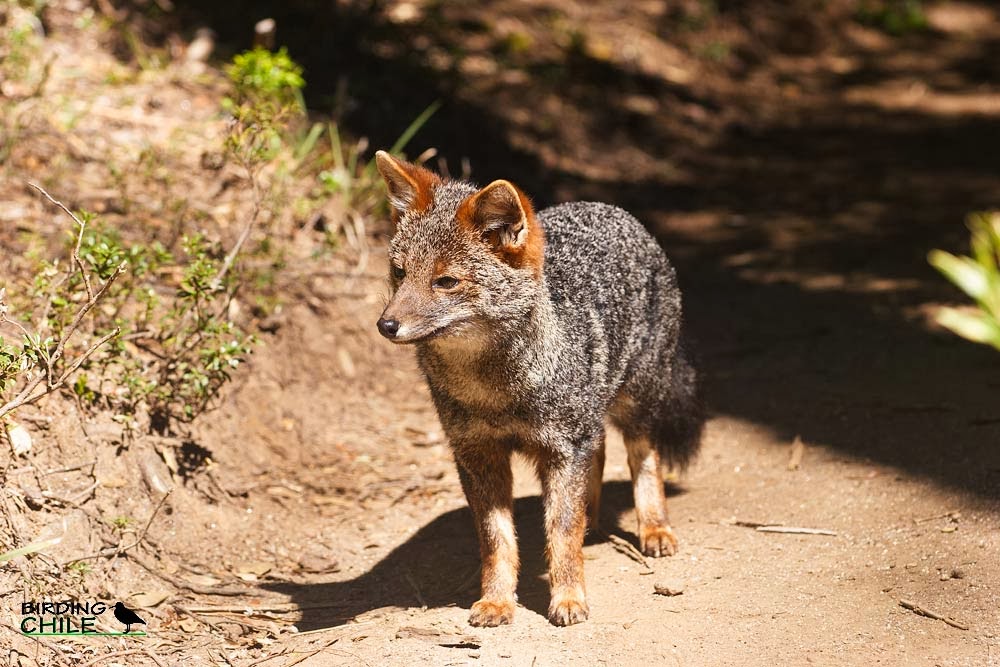 Darwin's Fox Animals Amazing Facts & Latest Pictures The Wildlife