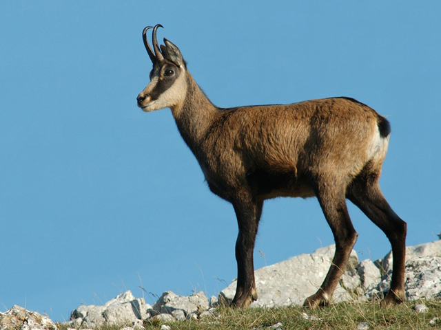 l oeil du chamois informations sur les chamois l oeil du chamois informations sur les chamois