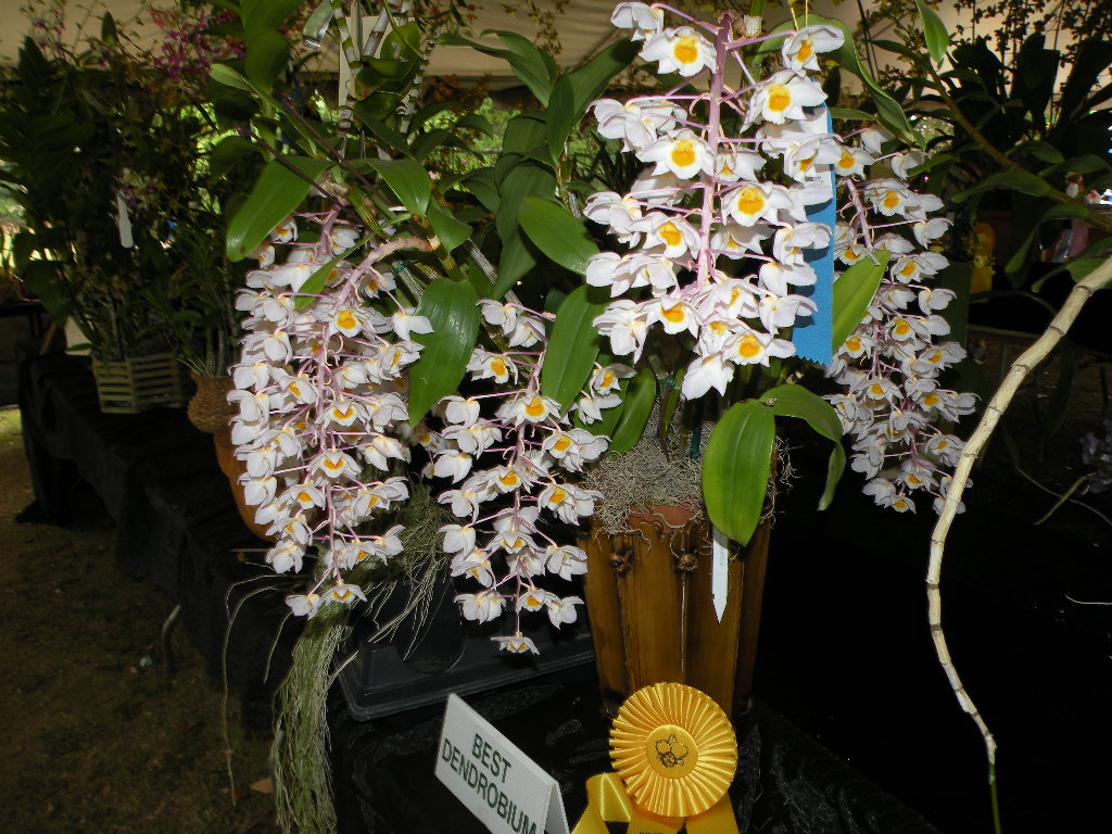 DragonFly Garden Redland International Orchid Festival